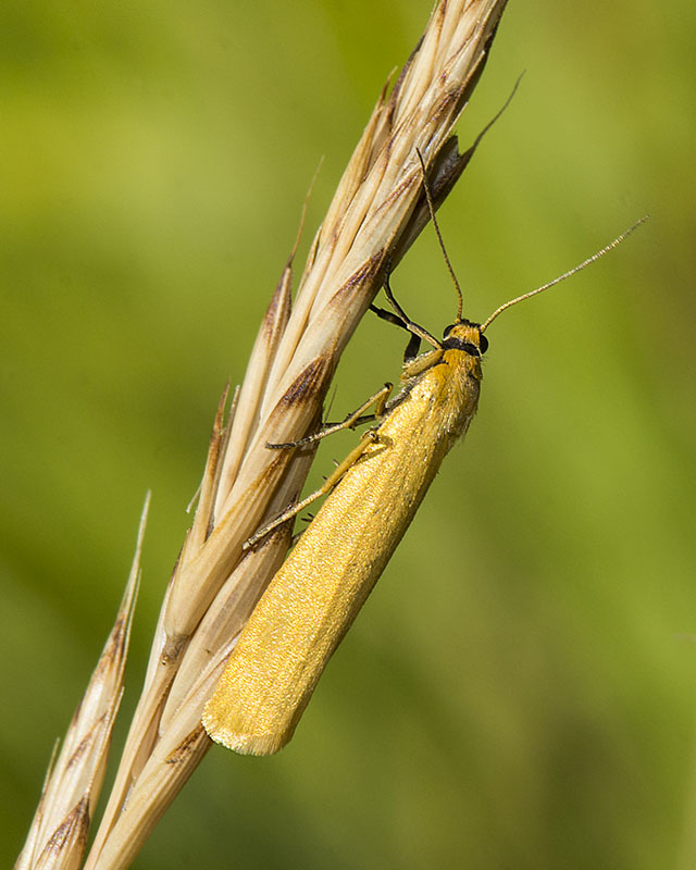 Erebidae Arctiinae - Eilema lutarella